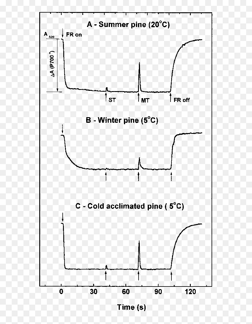 Diagram, HD Png Download - pine needles png