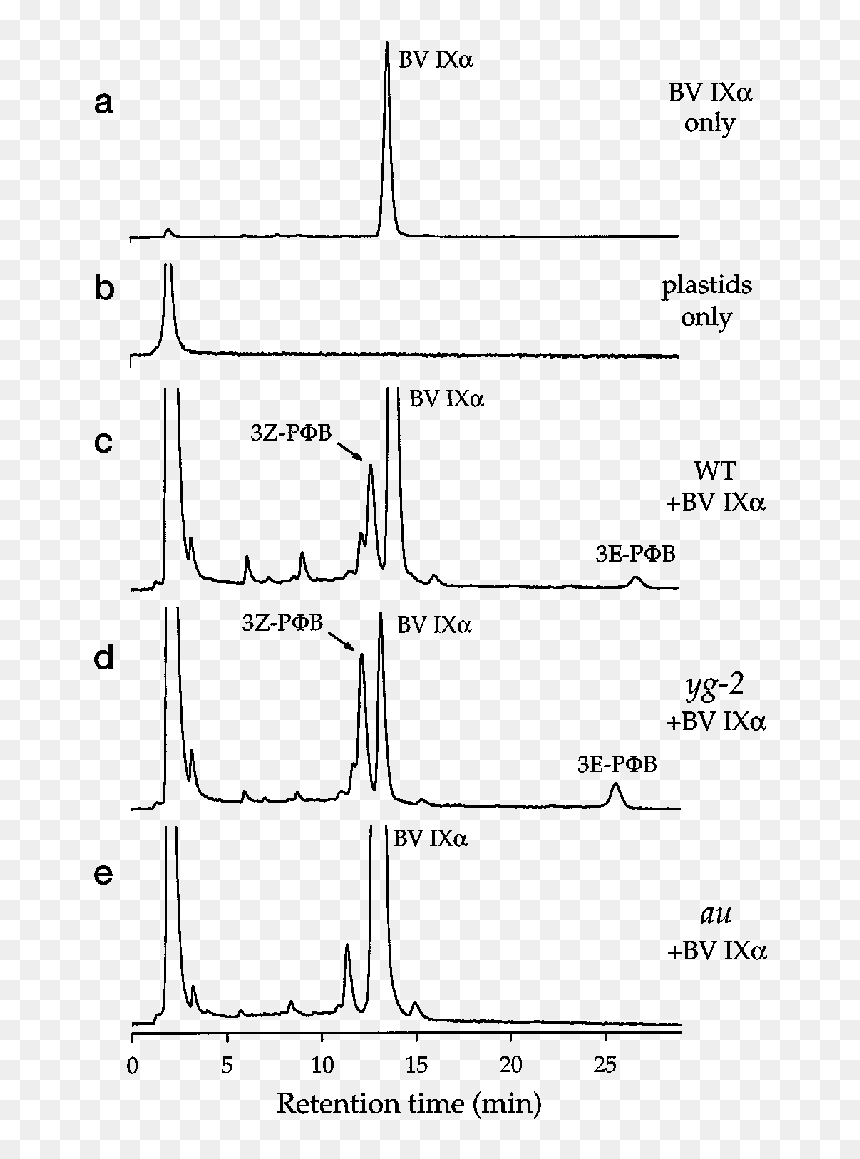 Diagram, HD Png Download - yg png