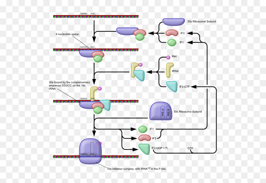 Translation Drawing Protein Synthesis - Prokaryotic Translation Initiation, HD Png Download - ribosomes png