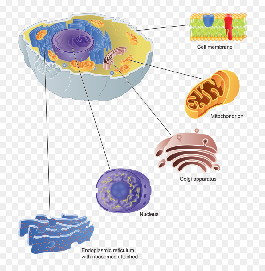 Clipart Freeuse Stock Cell Parts And Their - Golgi Apparatus Png, Transparent Png - ribosomes png