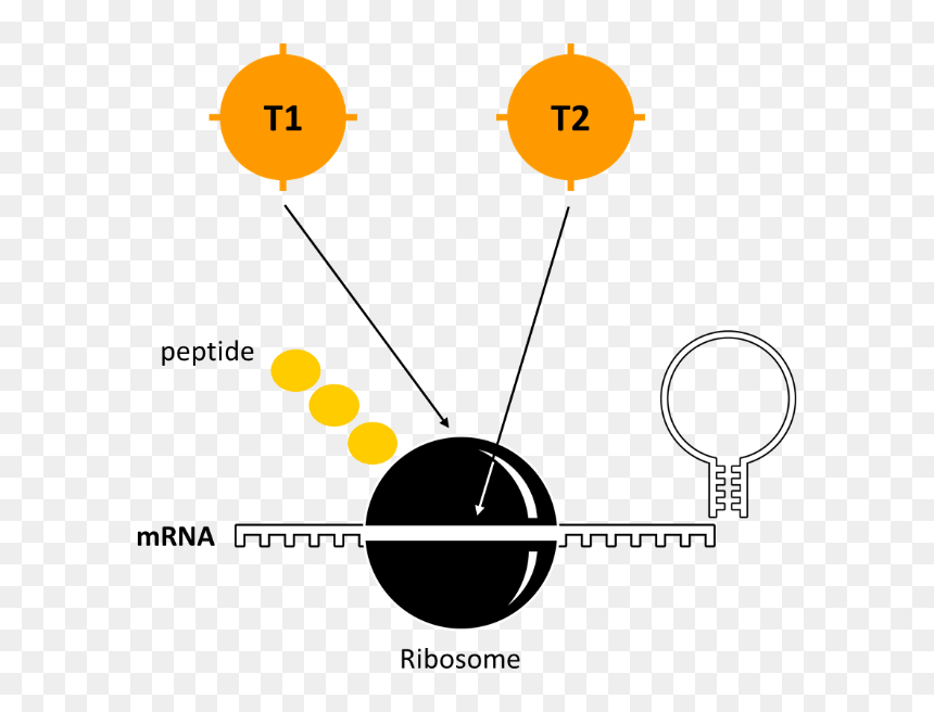 Mrna Translation Regulation - Circle, HD Png Download - ribosomes png