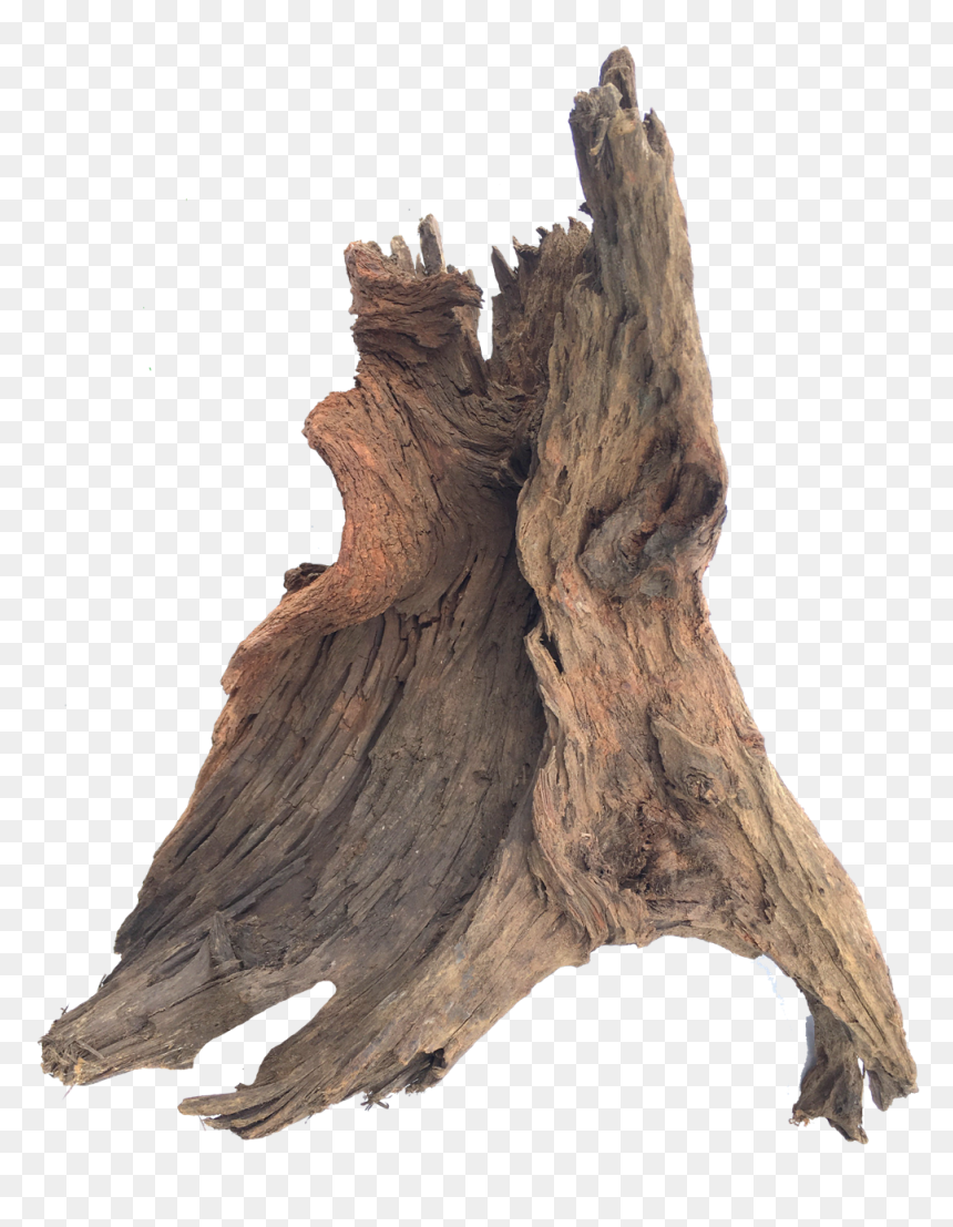 Dancing Malaysian Palette Mywholewall Free Library - Malaysian X Large Driftwood, HD Png Download - drift wood png