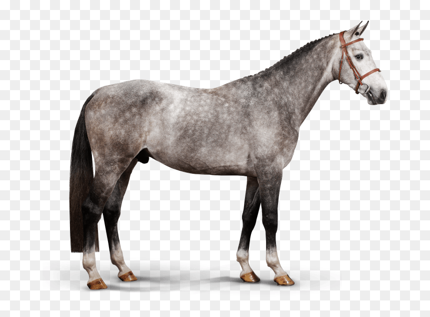 Casallito - Stallion, HD Png Download - stallion png