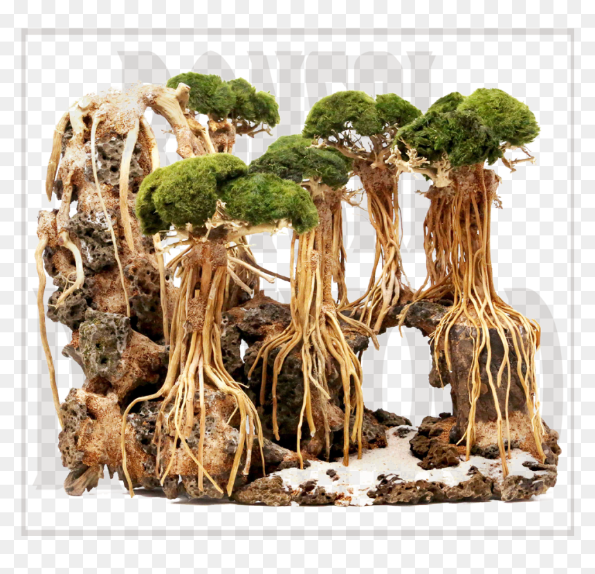 Driftwood Bonsai Tree, HD Png Download - drift wood png