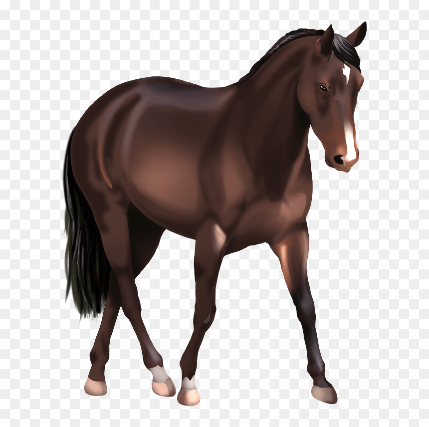 Australian Stock Horse Clipart - Sorrel, HD Png Download - stallion png