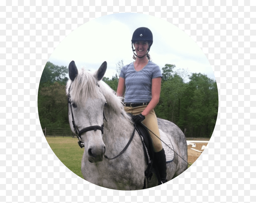 Stallion , Png Download - Stallion, Transparent Png - stallion png