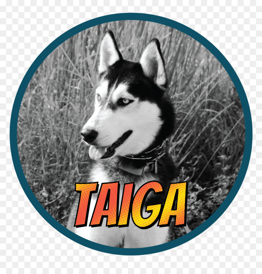 Sakhalin Husky, HD Png Download - taiga png