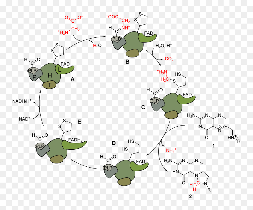 Glycine Cleavage , Png Download - Glycine Cleavage System, Transparent Png - cleavage png