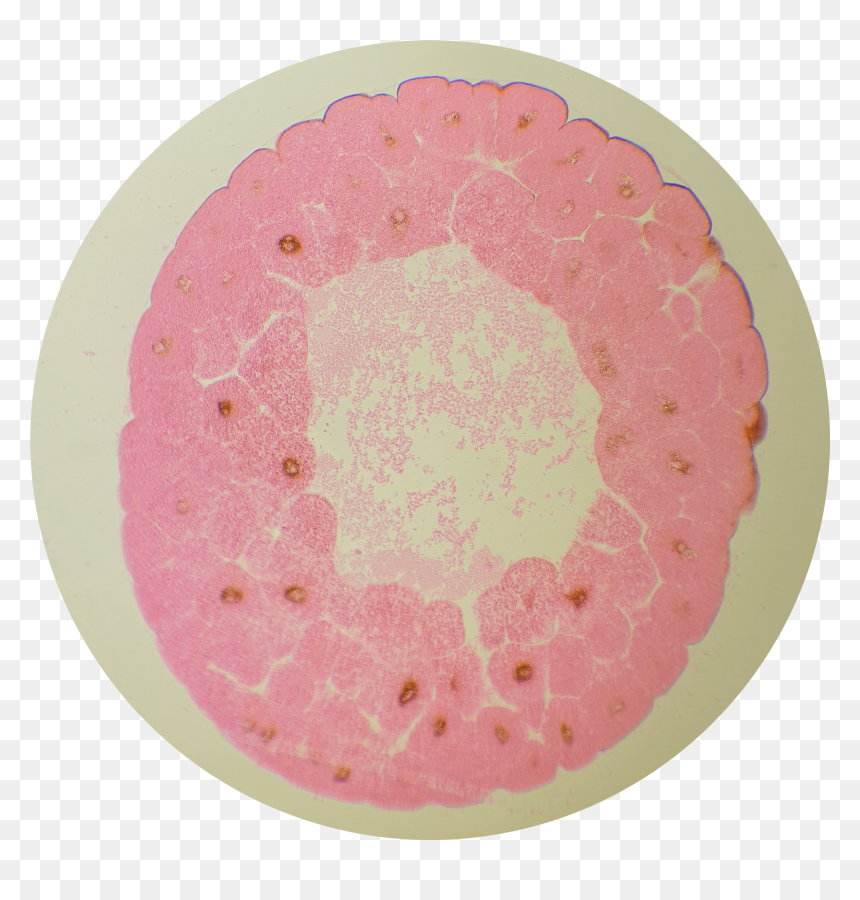 Circle, HD Png Download - cleavage png