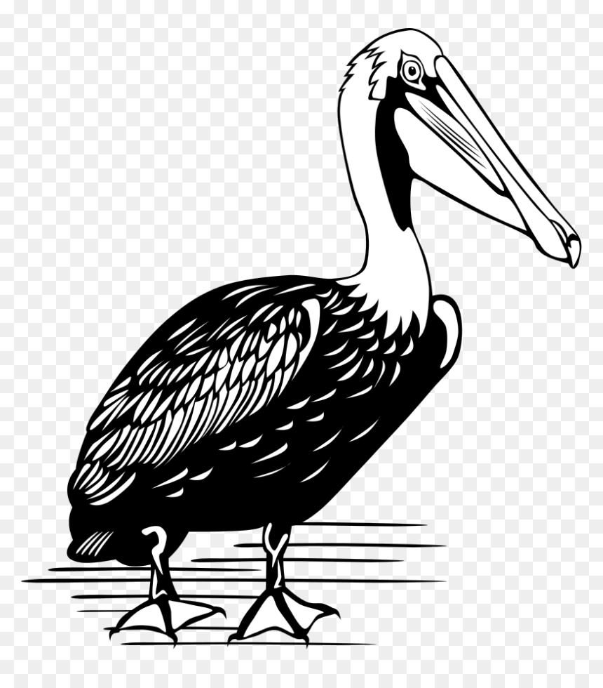 Pelican Clipart Vector - Brown Pelican Black And White, HD Png Download - pelipper png