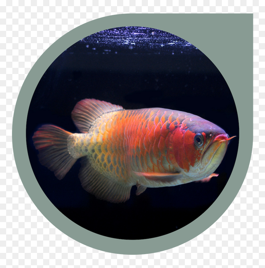 Asian Arowana, HD Png Download - peixe png