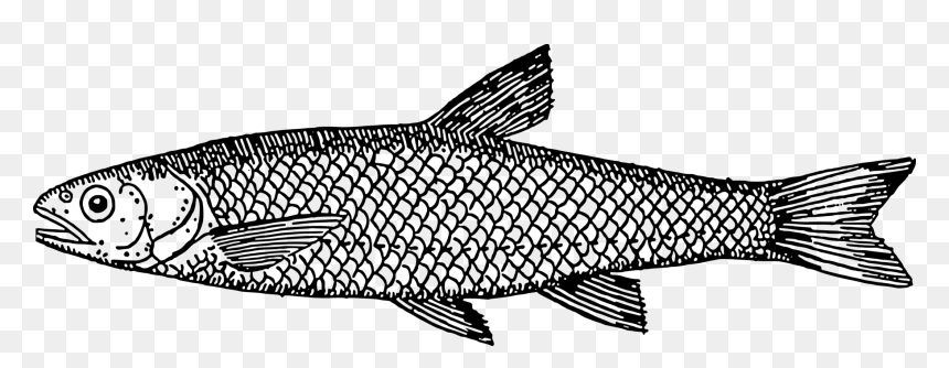 Drawing Fish Koi Seafood Fin - Fish Line Drawing, HD Png Download - peixe png