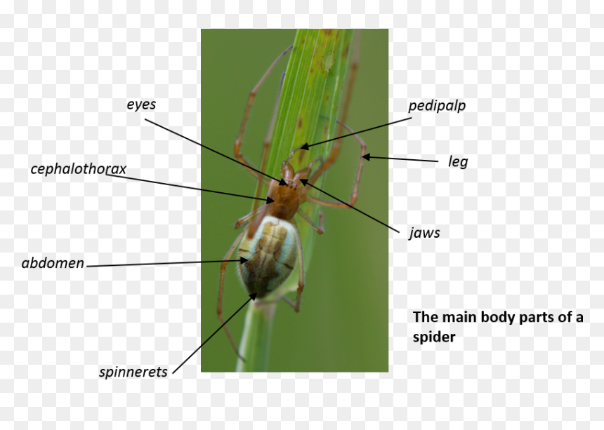 Cricket, HD Png Download - spider legs png