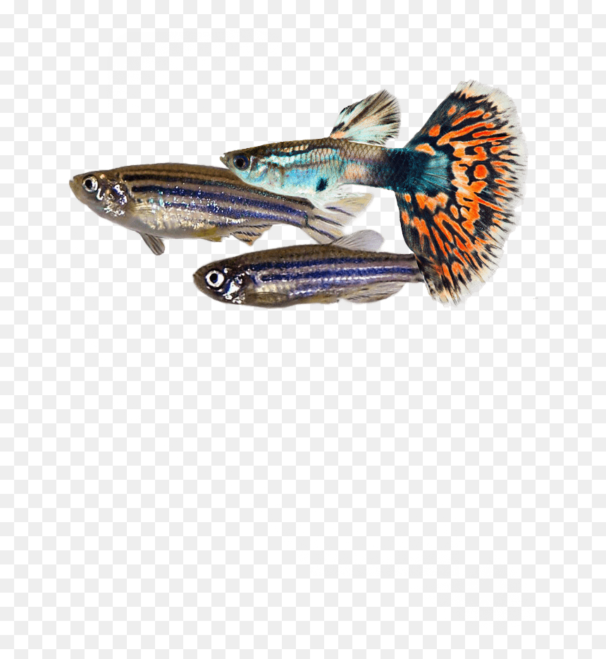 # - Fish Products, HD Png Download - peixe png