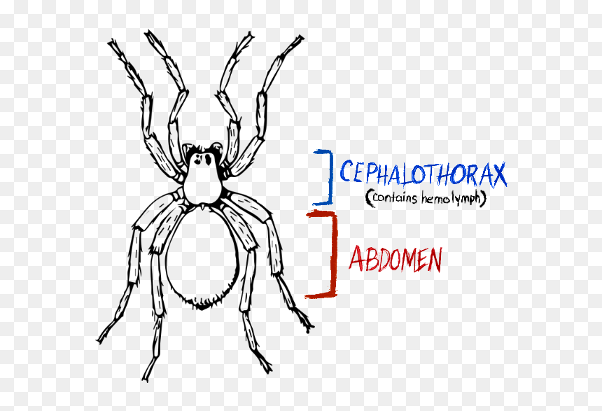 Spider, Spider Anatomy, Hydraulic Spider - Spider Clipart Black And White, HD Png Download - spider legs png