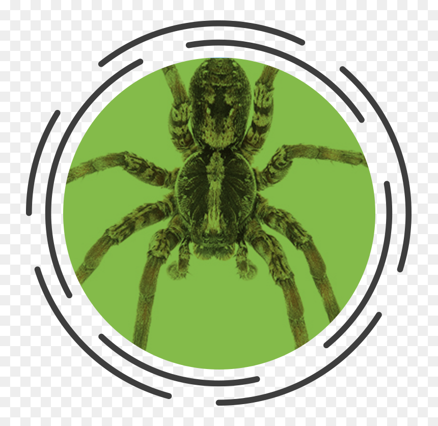 Insect, HD Png Download - spider legs png