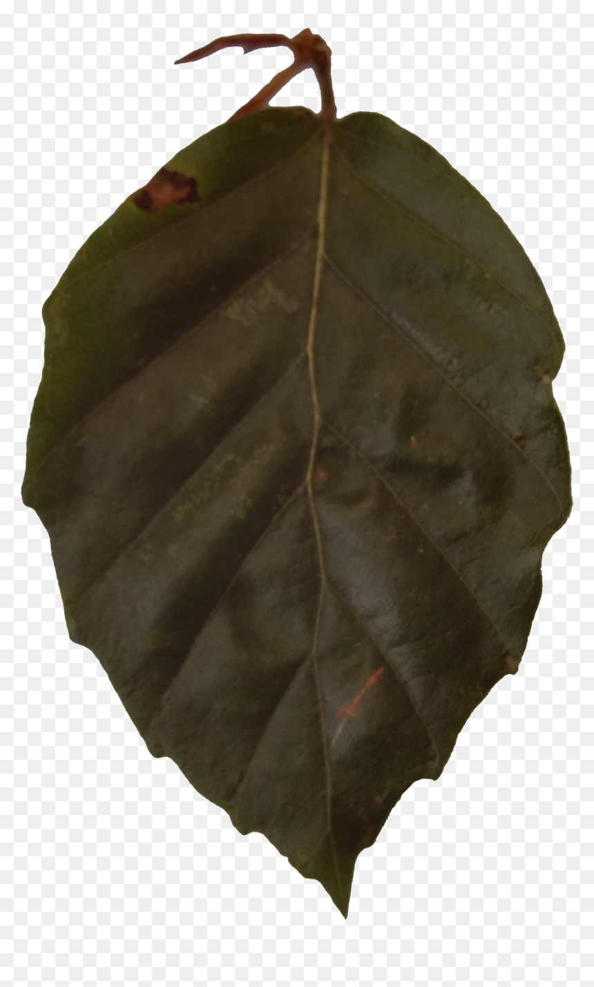 Swamp Chestnut Oak, HD Png Download - grime texture png