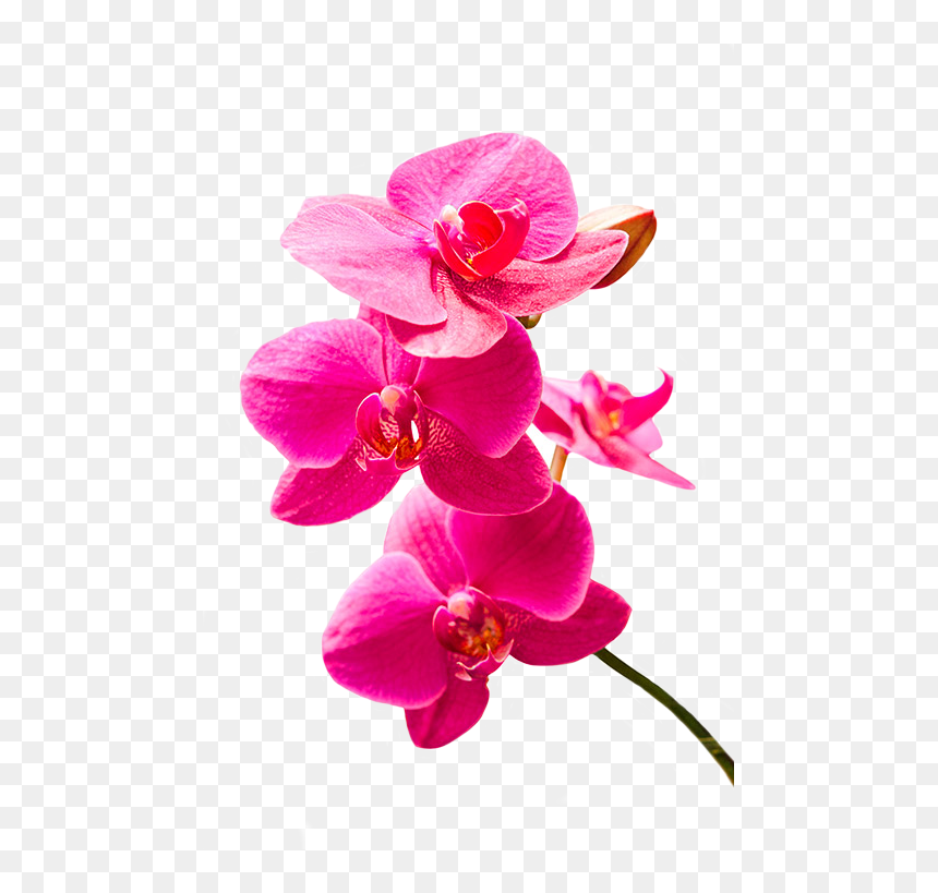 Tulips - Orchids Of The Philippines, HD Png Download - belaire rose png