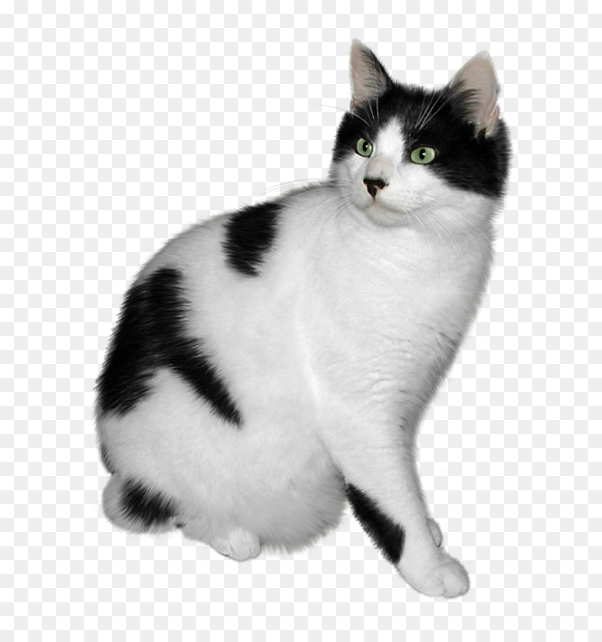 Picture - Black And White Cat Png, Transparent Png - britt robertson png