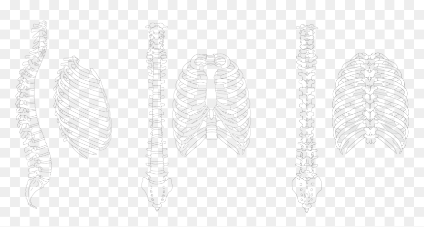 Spine Drawing Rib Cage - Sketch, HD Png Download - ribcage png