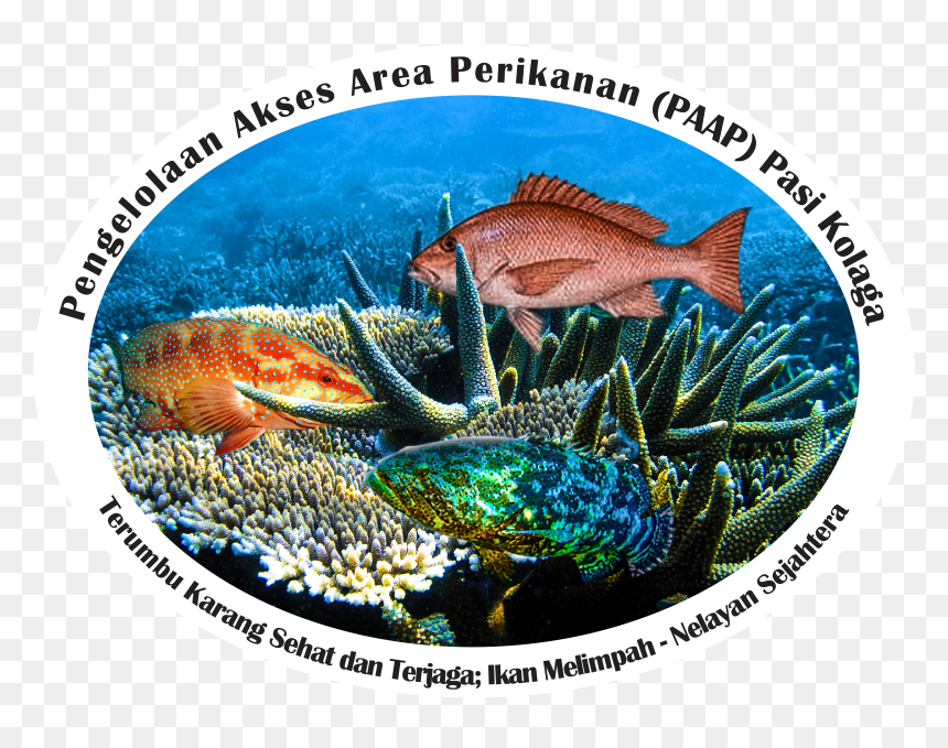 Coral Reef Fish, HD Png Download - black ops 3 kuda png