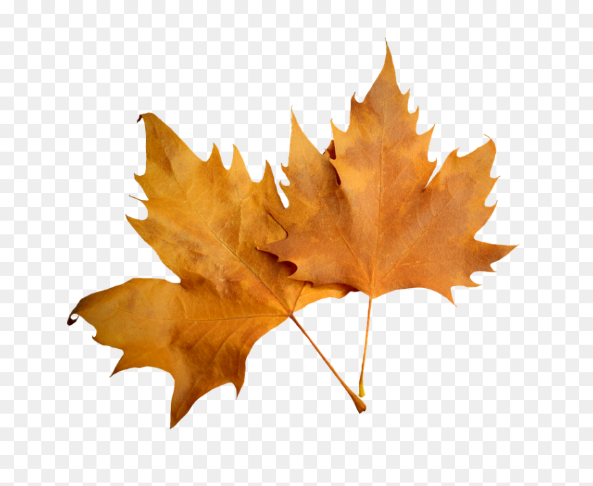 Yanarak Soğuduk Herşeyden Bizi Alevler Üşüttü, HD Png Download - hojas de otoño png
