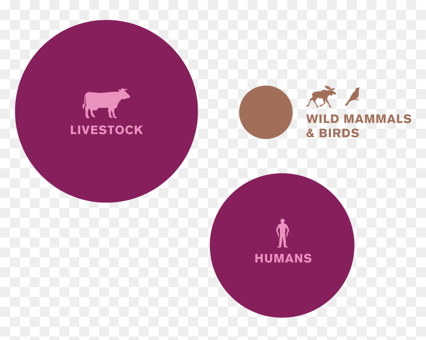 Graphic Design, HD Png Download - animal planet logo png