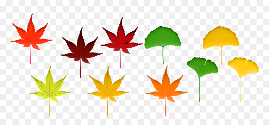Maple Leaf, HD Png Download - hojas de otoño png