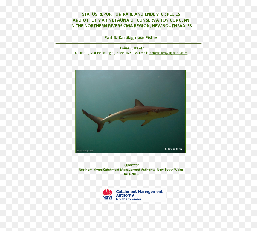 Requiem Shark, HD Png Download - marina joyce png