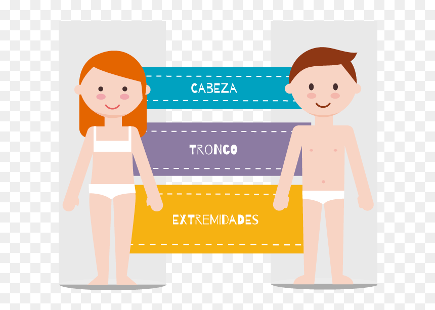 Transparent Partes De La Casa Clipart - Partes Del Cuerpo Humano Cabeza Tronco Y Extremidades, HD Png Download - tronco png