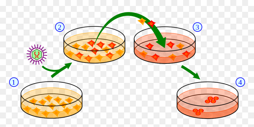 Induction Of Ips Cells - Ips Cells, HD Png Download - tronco png