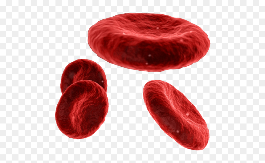 Coquelicot, HD Png Download - sangue png