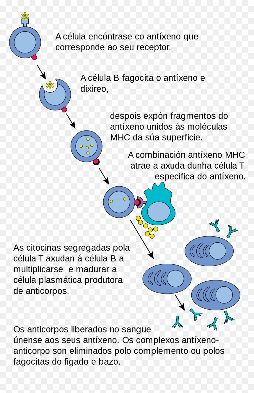 Immune System B Lymphocytes, HD Png Download - sangue png