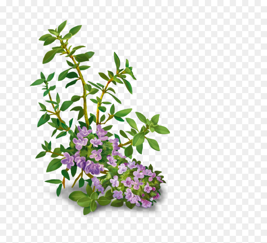 Yogi Tea Vox Sana Infusion 17 Bags Clipart , Png Download - Licorice Plant Png, Transparent Png - thyme png
