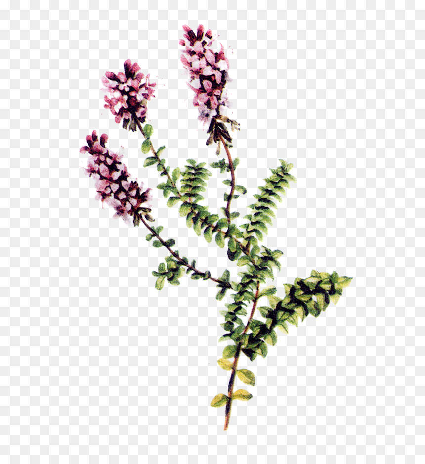 Thymus Vulgaris Plant Parts, HD Png Download - thyme png
