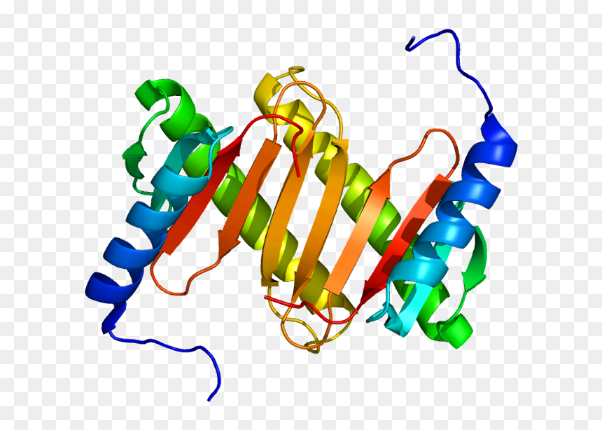 Protein Dynlrb1 Pdb 1y4o - Illustration, HD Png Download - roadblock png