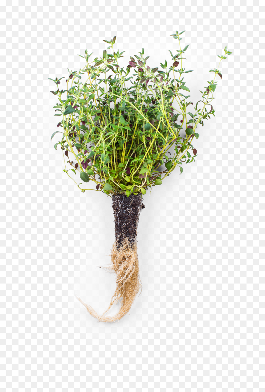 Thyme - Areca Palm Australia, HD Png Download - thyme png