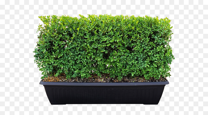 Flowerpot, HD Png Download - boxwood png