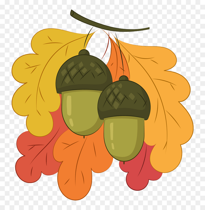 Acorns Clipart - Illustration, HD Png Download - acorns png