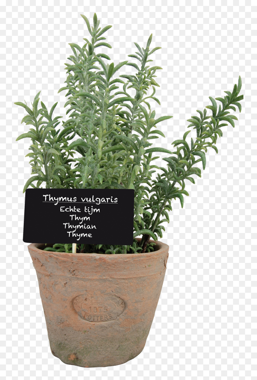 Thyme In At Pot L - Potjes Tijnm, HD Png Download - thyme png