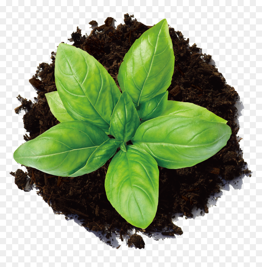 Hop Organic Compost , Png Download - Houseplant, Transparent Png - compost png