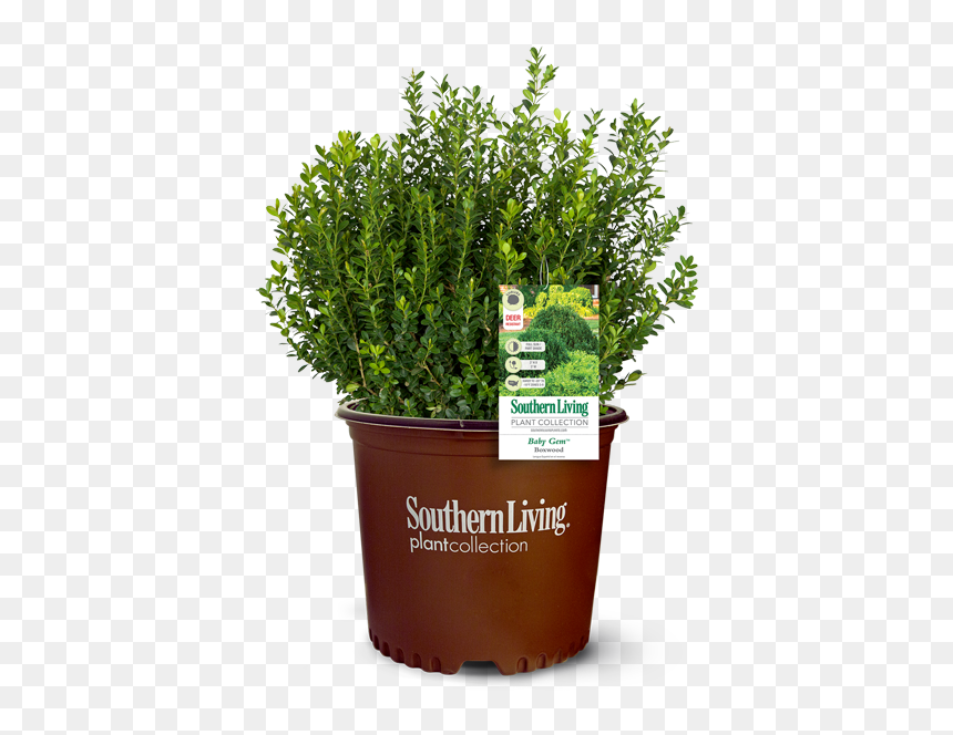 Shade Evergreen Shrubs, HD Png Download - boxwood png