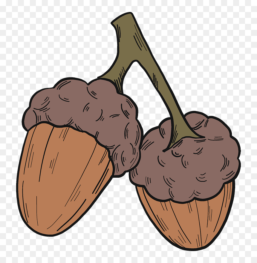 Acorns Clipart - Illustration, HD Png Download - acorns png