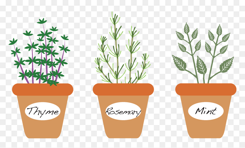 Potted Thyme Clipart, HD Png Download - thyme png