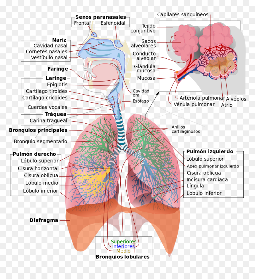 Respiratory System, HD Png Download - nariz png