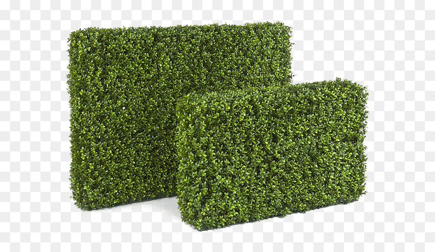 Box, HD Png Download - boxwood png