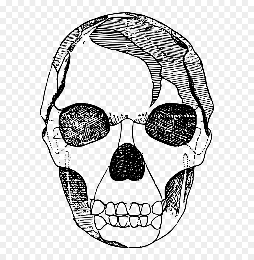 Basic Skull - Skull, HD Png Download - death skull png