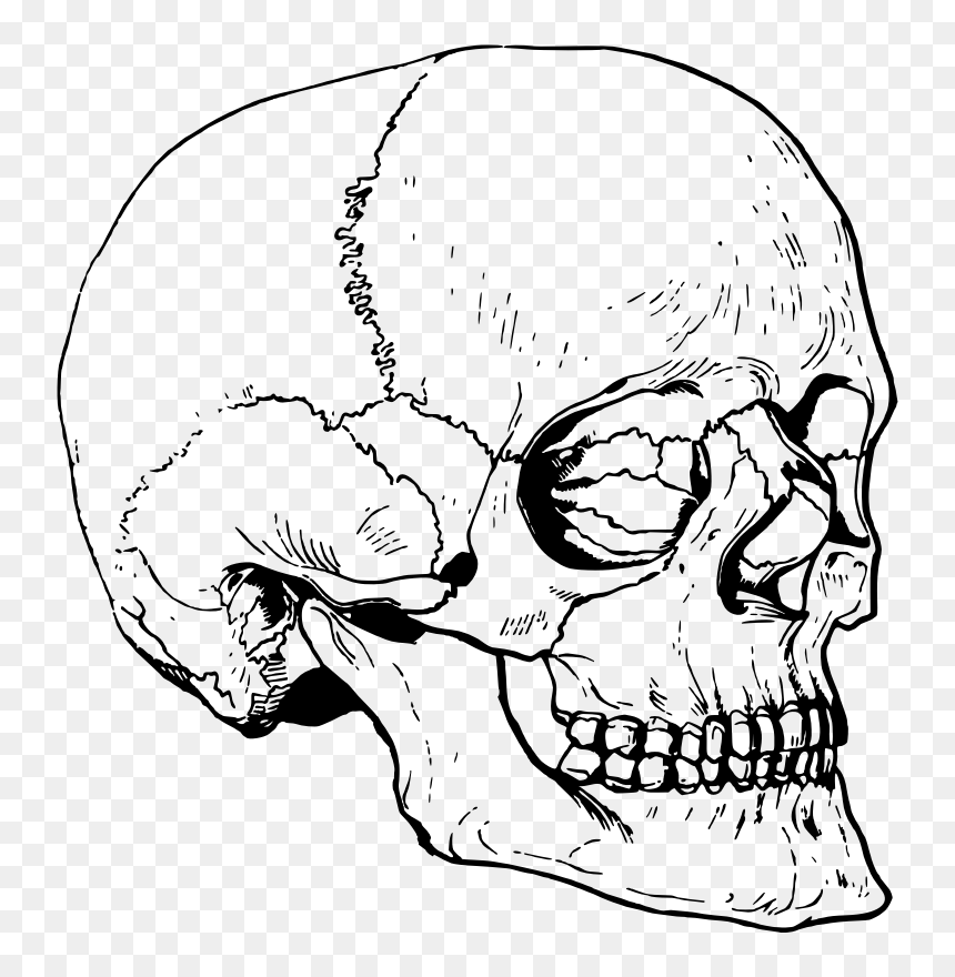 Skull - Large Skull Head Drawing, HD Png Download - death skull png