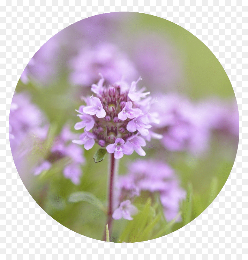 Gilliflower, HD Png Download - thyme png