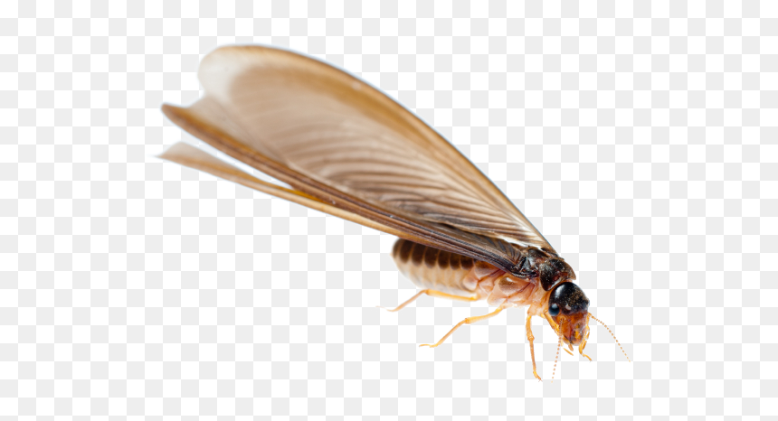 Termite Png Transparent Image - Drywood Termites, Png Download - termite png